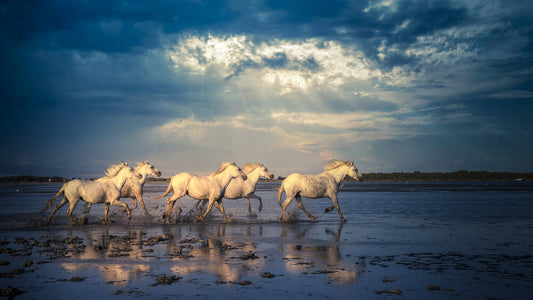 Une visite en Camargue 🦩