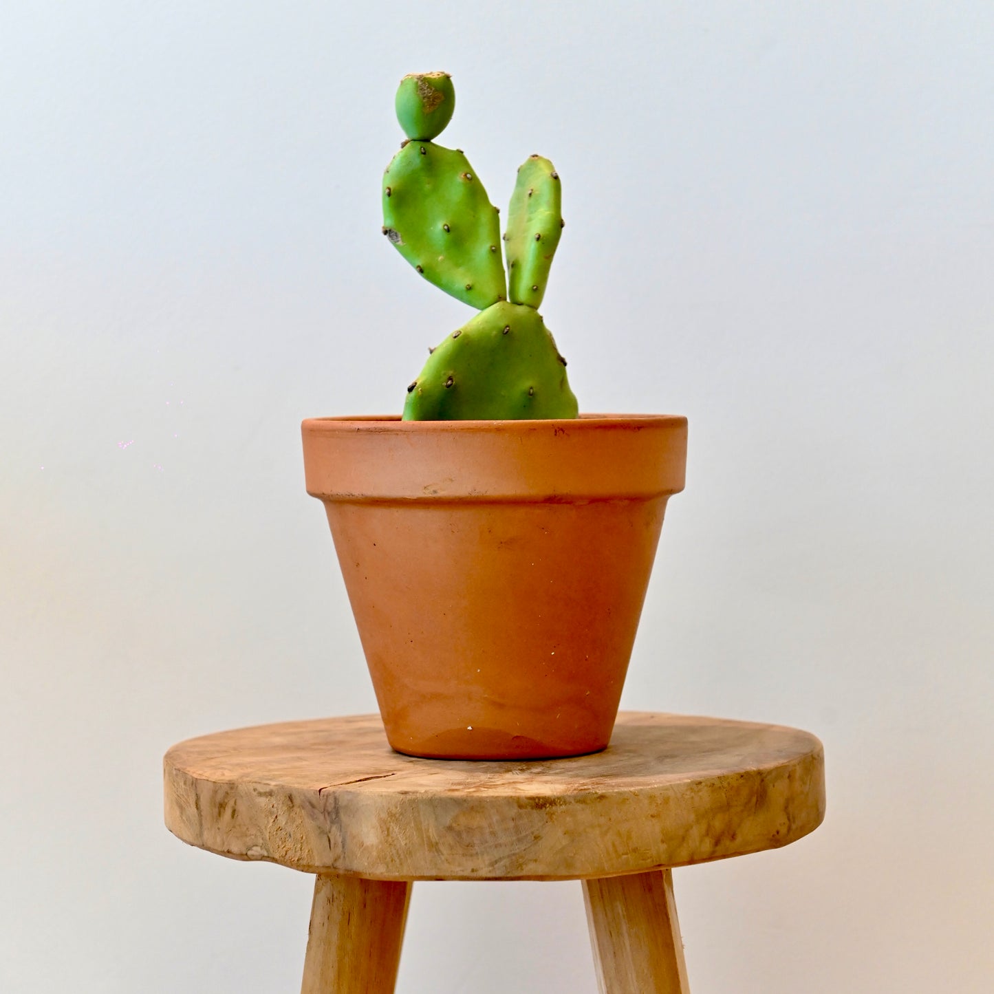 Cactus GEORGETTE
