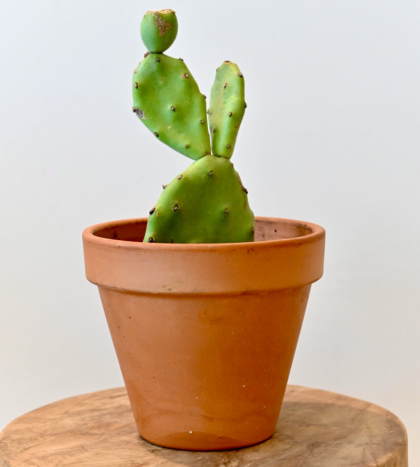 Cactus GEORGETTE