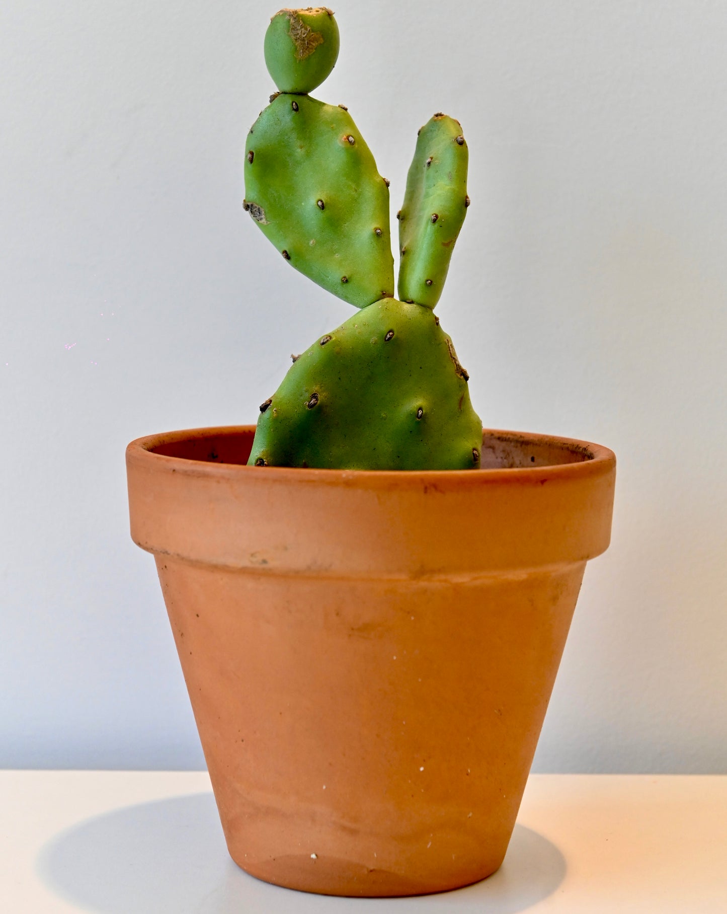 Cactus GEORGETTE