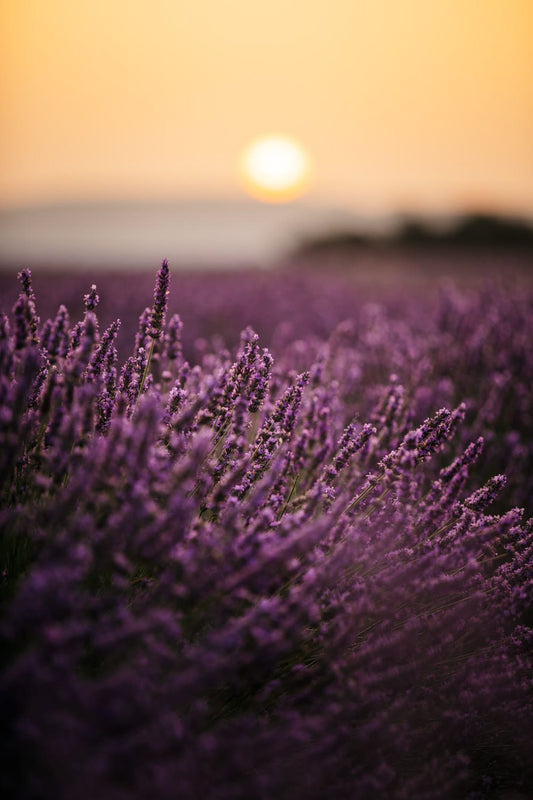 LOCATION DE GITES I DISPONIBILITES 💜